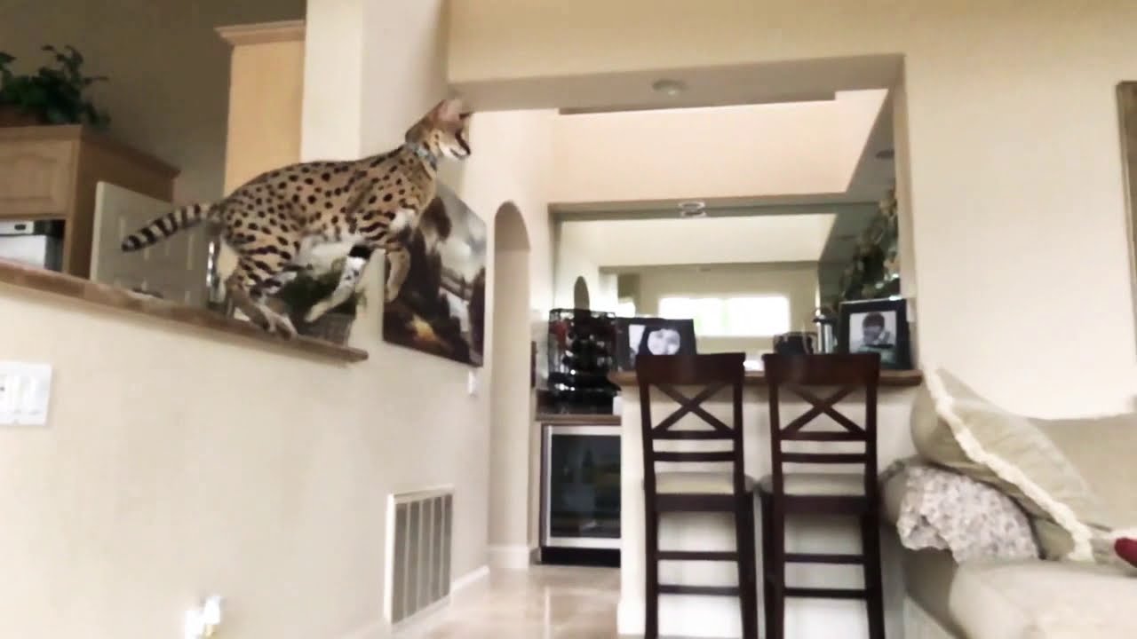African Serval Cat Jump Attack YouTube
