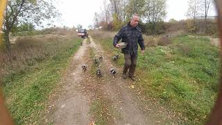 10 BLUETICK COONHOUND PUPPIES running for their breakfast!!