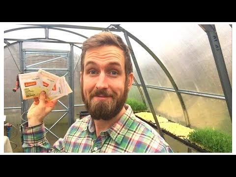 Video: Dyrkning Af Tomater I Lave Drivhuse. Del 1