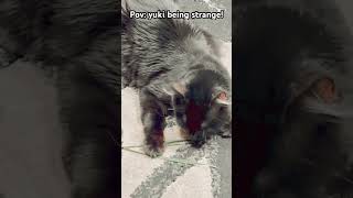 Pov: cute mode 🥦 #cat #catselfie #kitten #shortsfeed #shortsvideo #shorts #shortvideo #spotlight