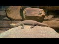 National Aquarium | Australia: Wild Extremes  | Part -5 | Baltimore, MD