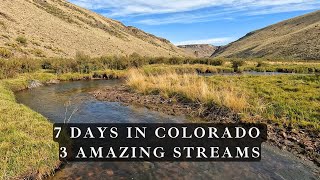 Fly Fishing Colorado  3 streams loaded with browns and cutthroat trout!