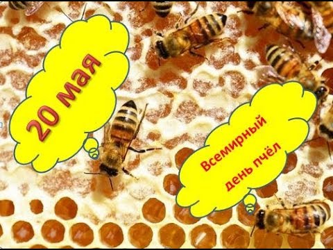 День пчелы
