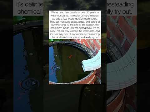 Goldfish in a Rain Barrel for Homesteading