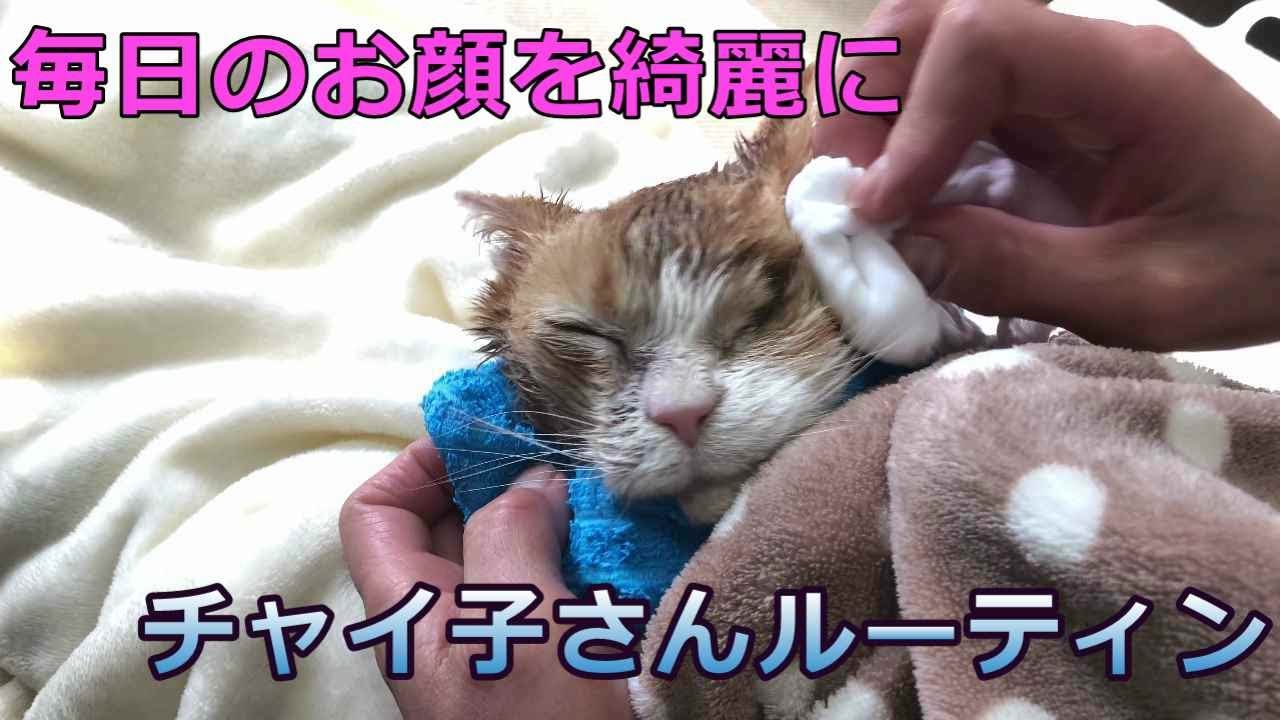 推定歳のおばあちゃんニャンコ うっとり至福の時 飼い主のお手入れに身を委ねる チャイ子 さんがかわいい ねとらぼ