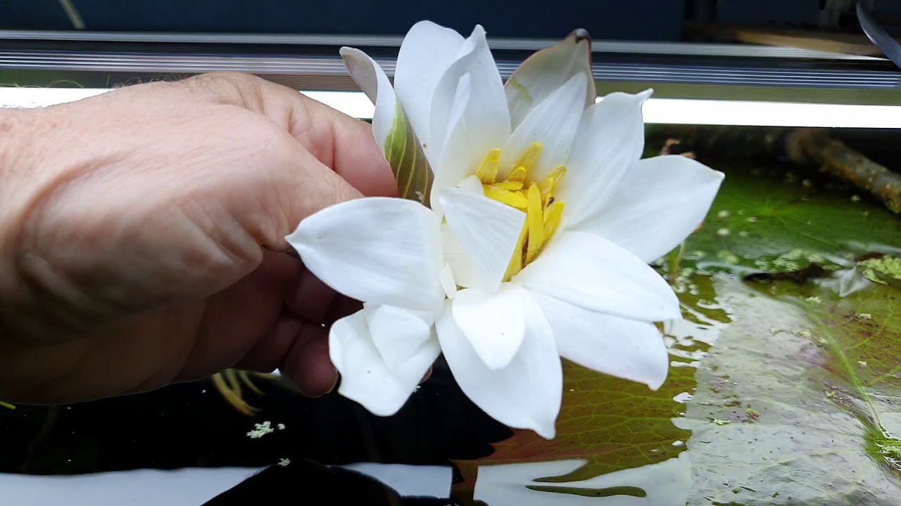 Nenúfares en mi acuario .. Mi acuario floreciendo