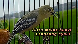 Suara sirtu memanggil lawan suara variasi tanpa nyirtu ampuh untuk pancingan sirtu malas bunyi