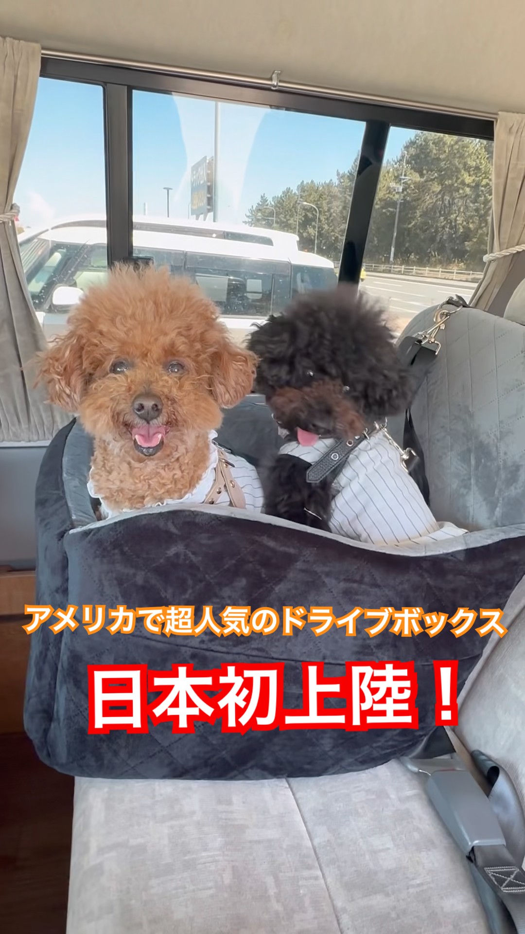 車でお出かけにおすすめ犬用ドライブボックス リアルチャム #Leaichum