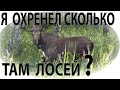 Я охренел сколько там лосей