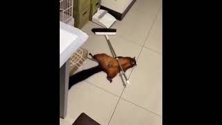 Squirrel knocks broom down then pretends to be a victim