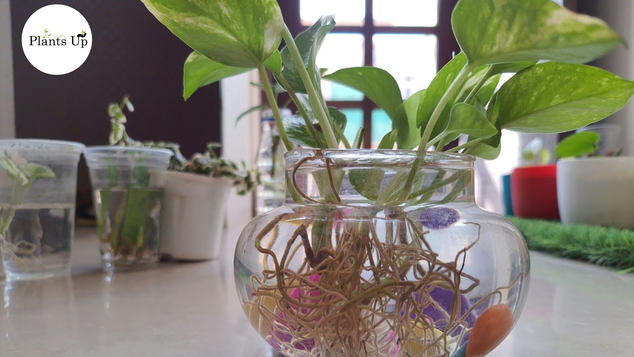 Plant Care Indoor Water Plants Care How to Care Plants at Home