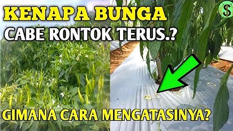 Penyebab bunga cabe rontok dan cara mengatasinya