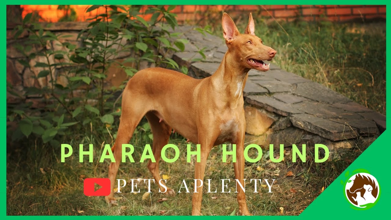 Unveiling the Majestic Pharaoh Hound | The Canine of Legends!