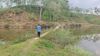 Download Lagu leke tea garden sreemangal Download Lagu leke tea garden sreemangal