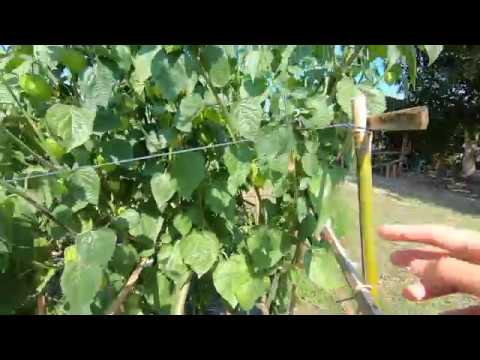 วีดีโอ: ไม้เลื้อยใบย่นคืออะไร – การปลูกต้นราสเบอร์รี่ที่กำลังคืบคลานอยู่ในสวน
