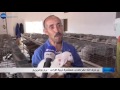 برج بوعريريج تربية الأرانب المغامرة المربحة التي خاضها شاب من بلدية الماين