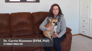 Dr. Carrie Hammer on How WINPRO Works and the Science of Plasma | WINPRO Pet