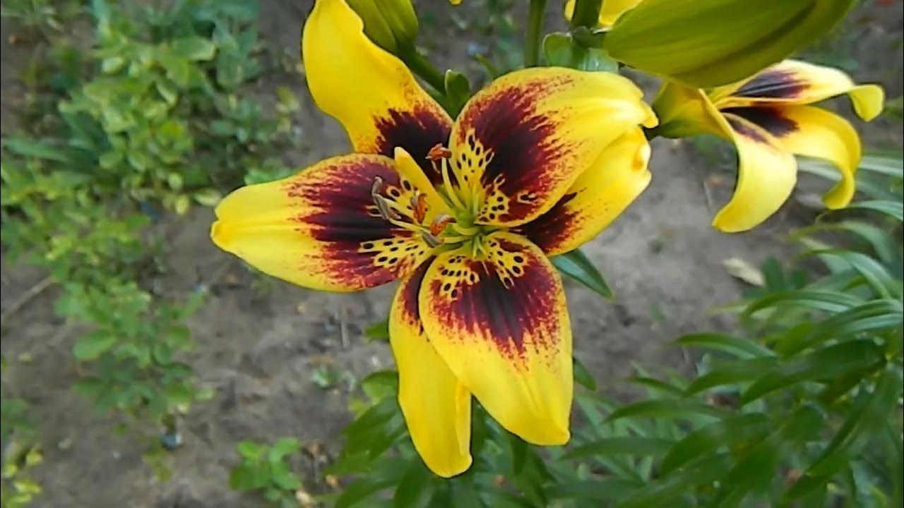 Лилия пиетон фото Container Grown Lilies: How Do You Take Care Of Lilies In Pots C1A