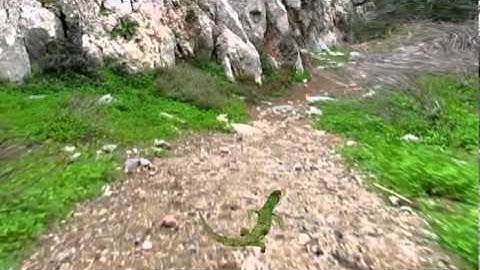 3D lizard motion synthesis