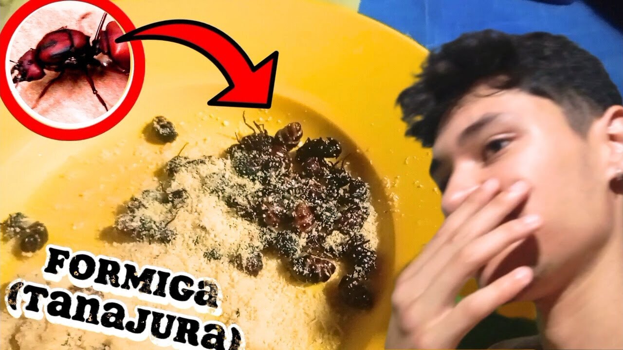 TIVE QUE COMER TANAJURA PELA PRIMEIRA VEZ!*formiga*🐜