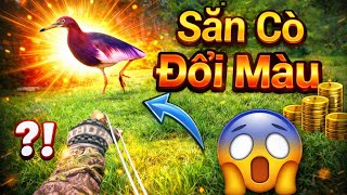 Đi Săn Bằng Ná Cao Su -Siêu Phẩm Hạ Cò Đang Bay - Slingshot Hunting Tập 310