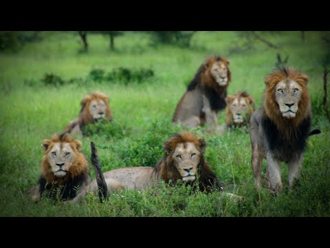 Video till Tjuvjägare dödad av elefant och uppäten av lejon