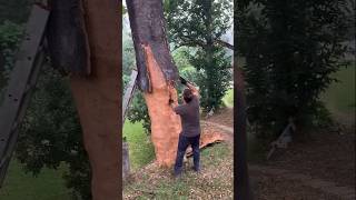 Waarom Is De Kurkeik Zo Duur?