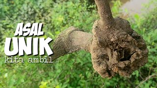 berburu bahan bonsai ileng ileng di pinggir sawah