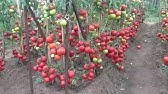 Томат№ 1 в моей колекцыи - YouTube