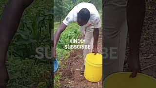 Watering Plants 🪴 At Baba Truphoser