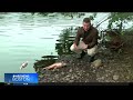 Dozens of invasive Asian carp found dead in Boston area waterways
