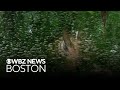 Dozens of invasive Asian carp found dead in Boston area waterways