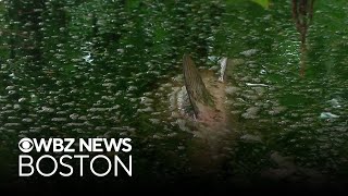 Dozens of invasive Asian carp found dead in Boston area waterways