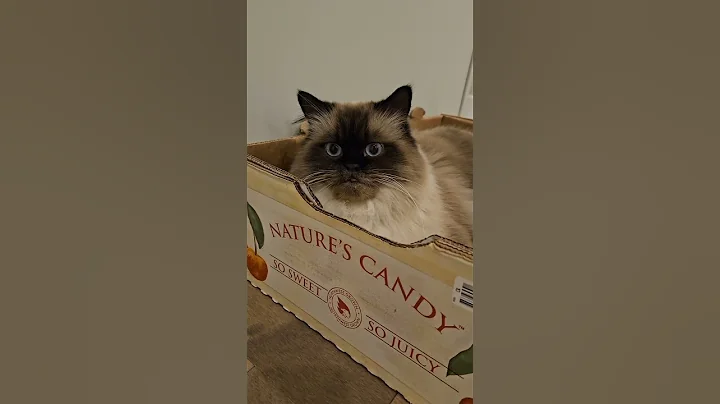 Video 11545581: kitten catlover pets funny, funny cat