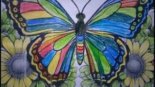 butterfly butterfly butterfly butterfly