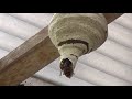 会津若松でスズメバチ駆除- 逆とっくり型の巣の先端がかじり取られてる! Hornet Nest Removal