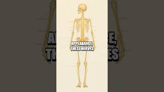 The Surprising Role Of The Cauda Equina