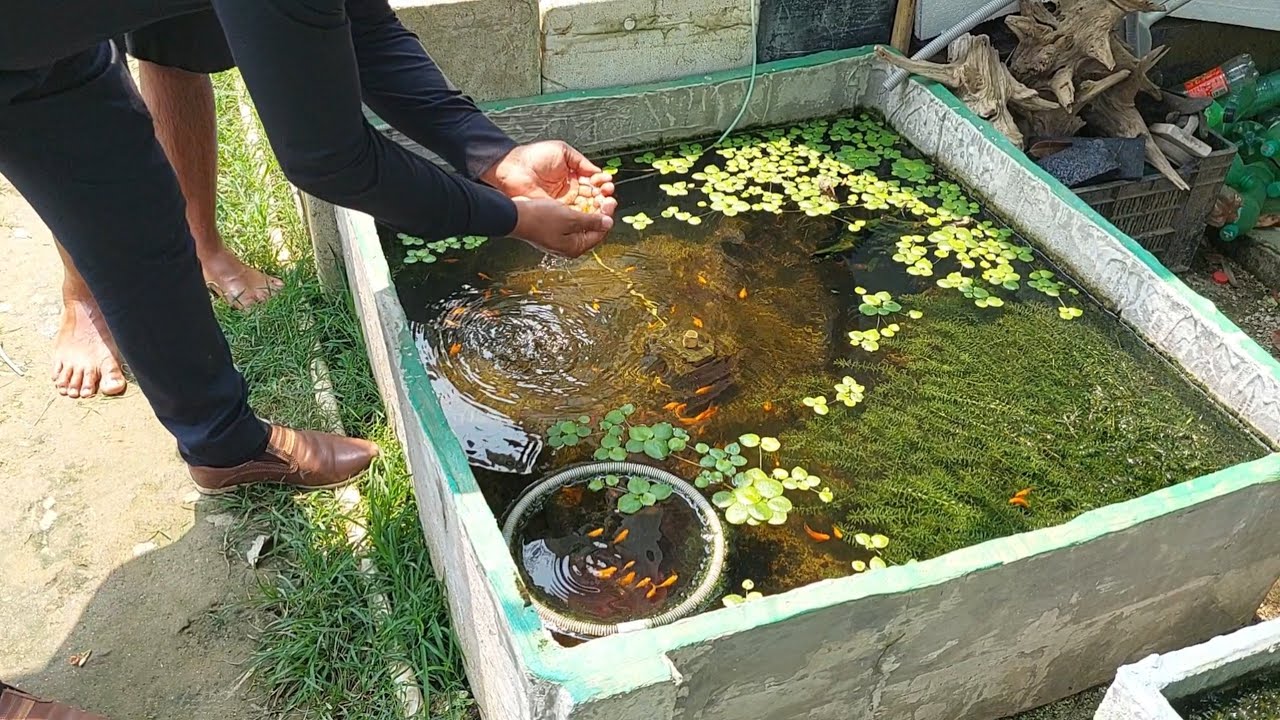 রঙ্গিন মাছ চাষ করে কাপাসিয়ার মামুন এখন স্বাবলম্বী || কিভাবে রঙিন মাছ চাষ করবেন ?