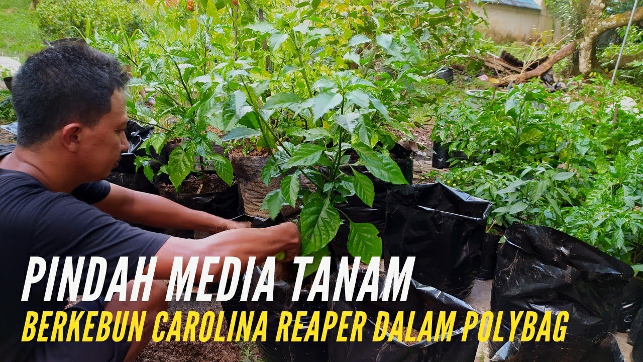 Kebun Cabe Carolina Reaper Dalam Polybag 