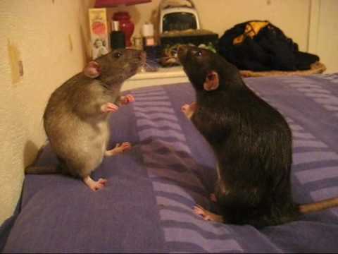 Rat Staring Contest With Background Music