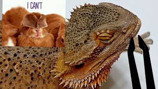 Super Delicate Face Shed Removal | Bearded Dragon SHED ASSISTANCE #stayrad #beardeddragons
