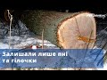 У Черкаській громаді Краматорського району орудували &quot;чорні лісоруби&quot;