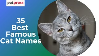 Best 35 Famous Cat Names – From Movies, TV Shows and Books