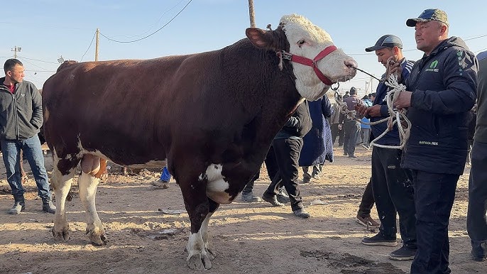 Ұйқыдағы есекке Глюкозаның жалаңаш киска фотосы