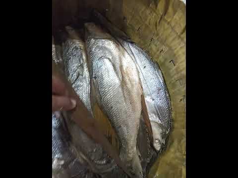 Bandeng Presto IKANTUNA.PWT video 1
