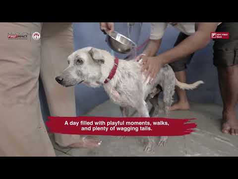 A Day of Compassion for Stray Dogs | FIRST IMPACT | Lend-A- Shoulder