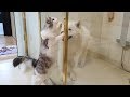 목욕하는 강아지를 구출(?)하는 고양이