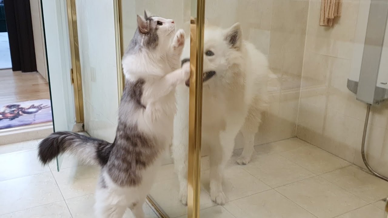 [Русские субтитры] Кошка пытается спасти собаку, которая принимает ванну.