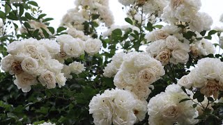 Iceberg Climbing - Iceberg Cl - Climbing Iceberg - B.r. Cant 1968 - Roses - Rosiers - Rosas - Розы