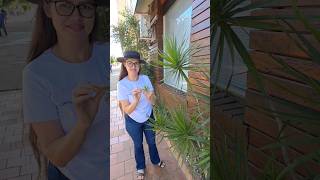 Vocês sabiam que essa planta pode ser plantada ou colocar na água?🌿#plantas  #flores  #jardim